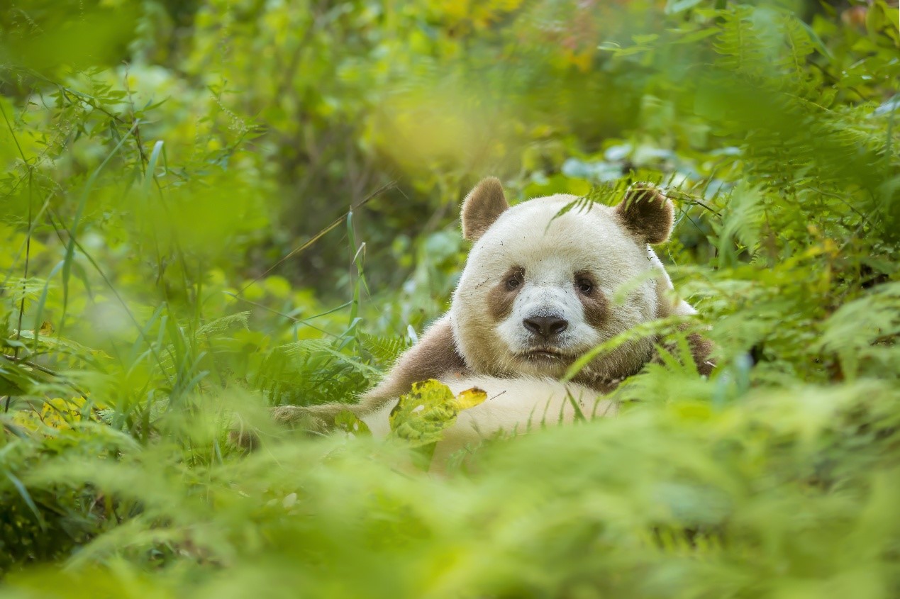 全球唯一圈養棕色大熊貓 七仔被終身認養 | 翻牆來尋奇 | 兩岸 | 聯合新聞網